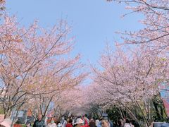 -高东镇樱花园