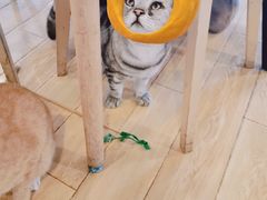 -Cappucimeow猫咪咖啡馆(韦伯时代店)