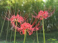 -黄海国家森林公园