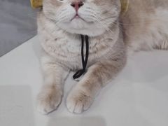 -欣宠猫屋·矮脚拿破仑·蓝金金渐层