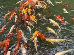 -广州花园酒店