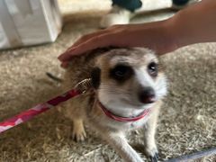 -J Create城市露营咖啡·简餐·宠物(上海动物园店)