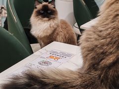 -安格丽娜·狗咖·猫咖羊驼咖(春熙路百盛商场店)