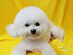 -小尾巴宠物店(万科·金域华庭店)