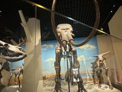 -国家自然博物馆