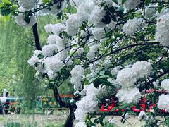 -上海共青森林公园