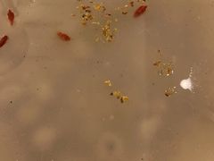 -高老庄新家宴(北斗星广场店)