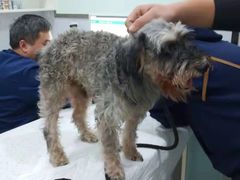 -佳雯宠物医院(金华南路分院)