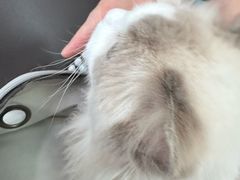 -福懋动物医院·犬猫全科·外科·重症科(杏林分院)
