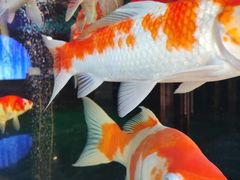 -大逸传奇·足道SPA(天美店)
