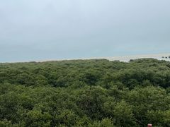 -北海金海湾红树林生态旅游区