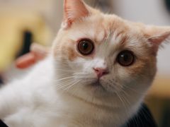-猫宠乐园·专业洗护