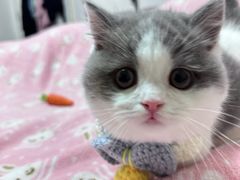 -欣宠猫屋·矮脚拿破仑·蓝金金渐层