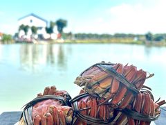 阳澄湖大闸蟹-水岸居湖景农家乐·阳澄湖大闸蟹