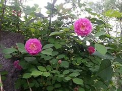 景点-西湖风景区-江洋畈生态公园