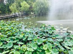 -梅林春晓花园餐厅