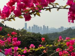 -深圳仙湖植物园