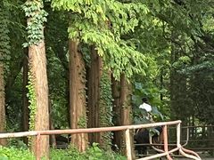 -上海共青森林公园