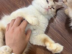 -楼上猫咖(罗湖店)