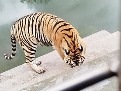 -横道河子东北虎林园