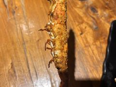 -烧蠔帮·湛江生蚝(南桥店)