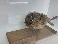 -上海海洋水族馆