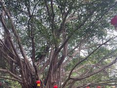 -海南热带野生动植物园