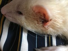 -雨林宠物医院 非犬猫异宠专科
