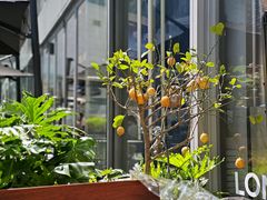 -农畉LONFOOD(福田星河COCOPark店)