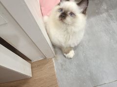 -楼上猫咖(罗湖店)