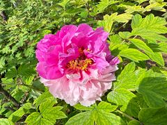 -洛阳市隋唐城遗址植物园