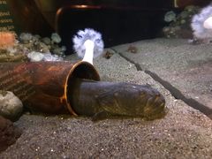 -西雅图水族馆