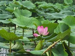 -WhaleSports户外水上运动俱乐部(朝阳公园店)
