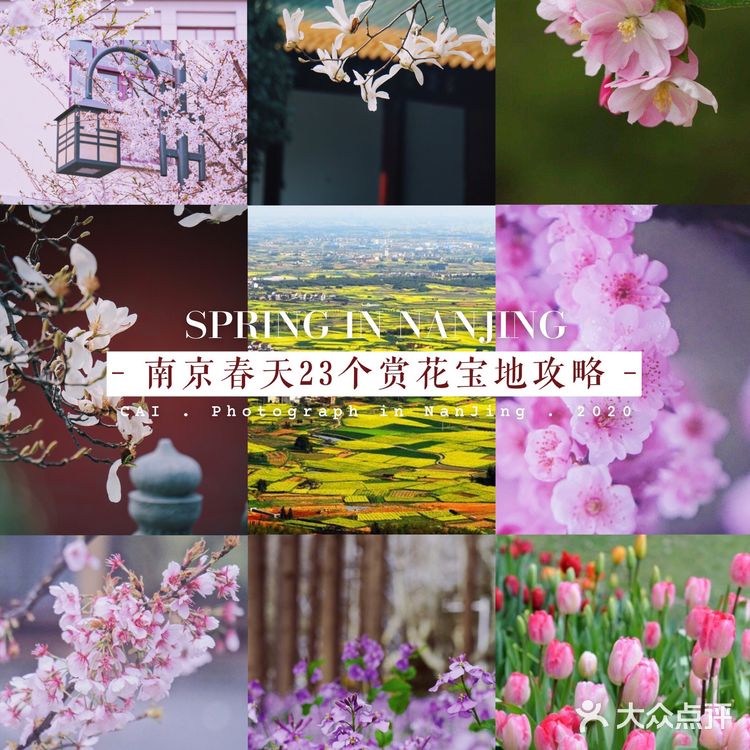 南京最全赏花地图🌸承包春天，有这份攻略就够了‼️