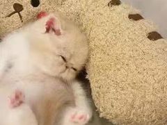 -客栈猫舍(中央北路店)