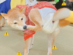 -逗柴咖啡屋·狗咖猫咖宠物桌游