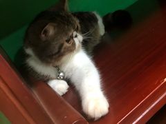 -李小姐の猫咖啡馆(五角场店)