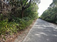 -上海海湾国家森林公园