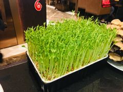 活体有机豆苗-捞神汤物料理(正大广场店)