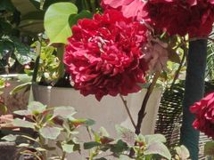 -陶然居·重庆菜(解放碑店)