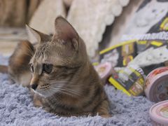 -创凡宠物医院·骨专科  猫科中心(西乡分院)