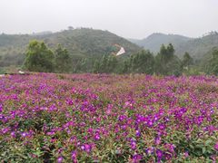 -清远熹乐谷温泉度假酒店