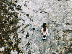 -% Arabica(京都东山店)