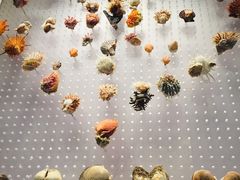 -贝林大翅鲸简餐厅(国家海洋博物馆店)