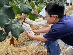 -马陆小张葡萄园农家乐