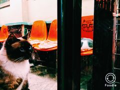 -猫咪博物馆(顶澳仔猫街店)