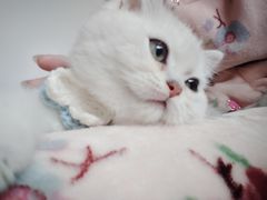 -老吴的猫·猫舍(新区店)