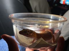 -酷以爬仙阁实体爬宠店·守宫·蜥蜴·专业繁育