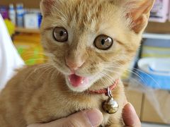 -艾贝尔宠物医院·24H转诊中心·肿瘤猫专科(江宁双龙店)