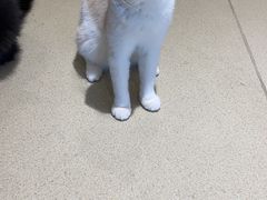 -藏猫猫咖啡主题馆(中央大道店)